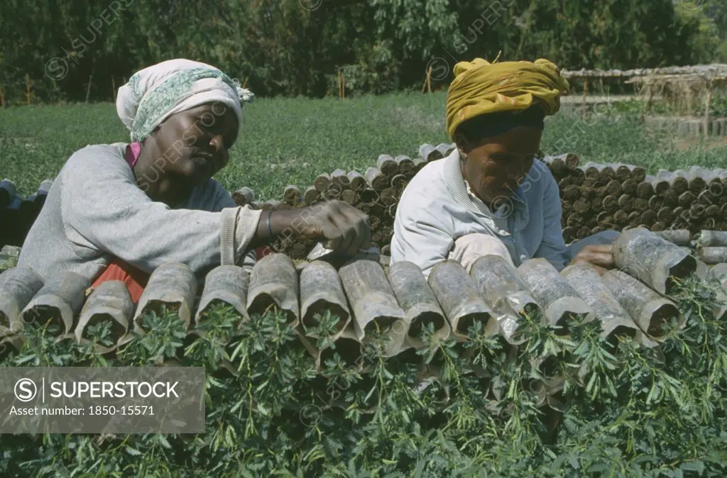 Ethiopia, Farming, Women Working In Plant Nursery.