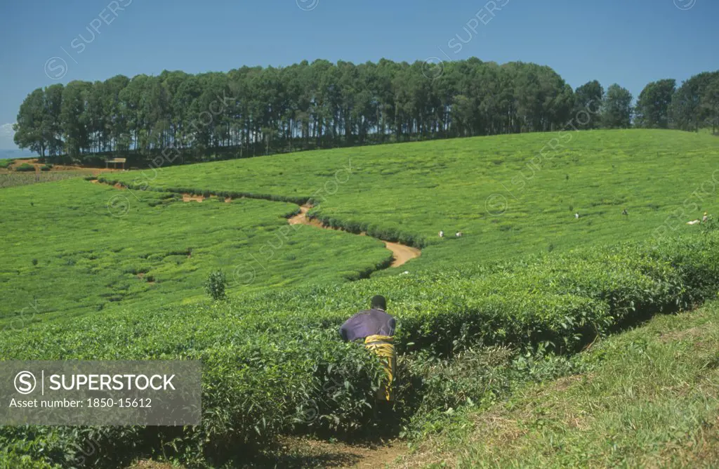 Malawi, Mount Mulanje, Tea Plantation And Pickers In Area Of Tea Growing And Subsistence Farming