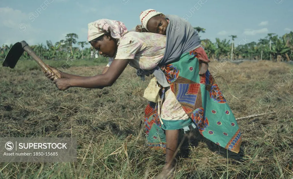Mozambique, Children, Carrying, Woman Carrying Baby On Her Back As She Works In The Fields.