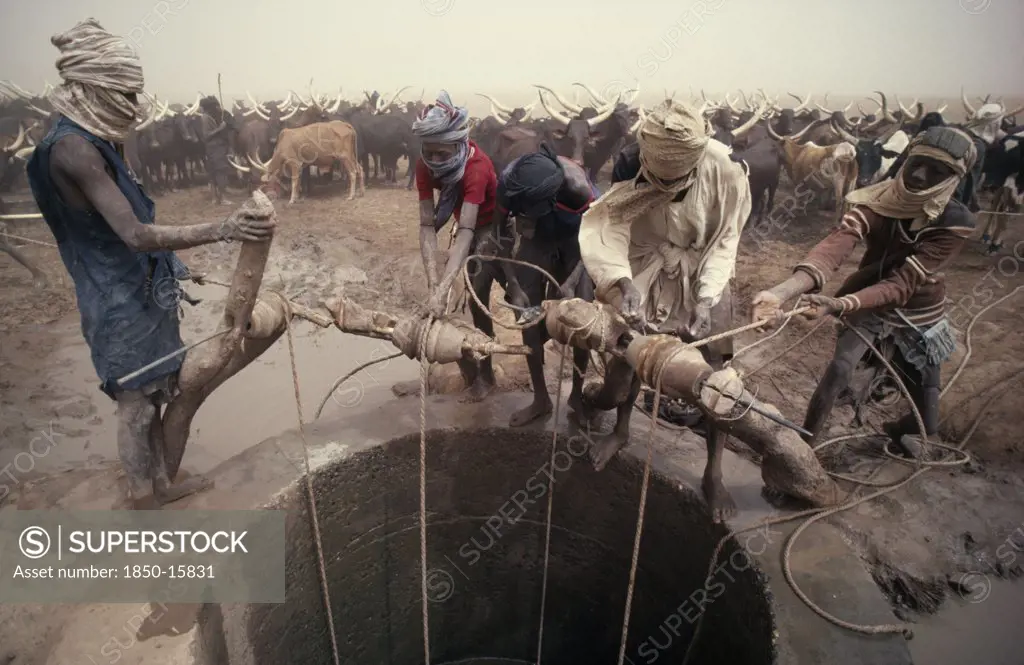 Algeria, Water, Tuareg Men Pulling Up Water For Cattle Herd At Well In Semi Desert Area.