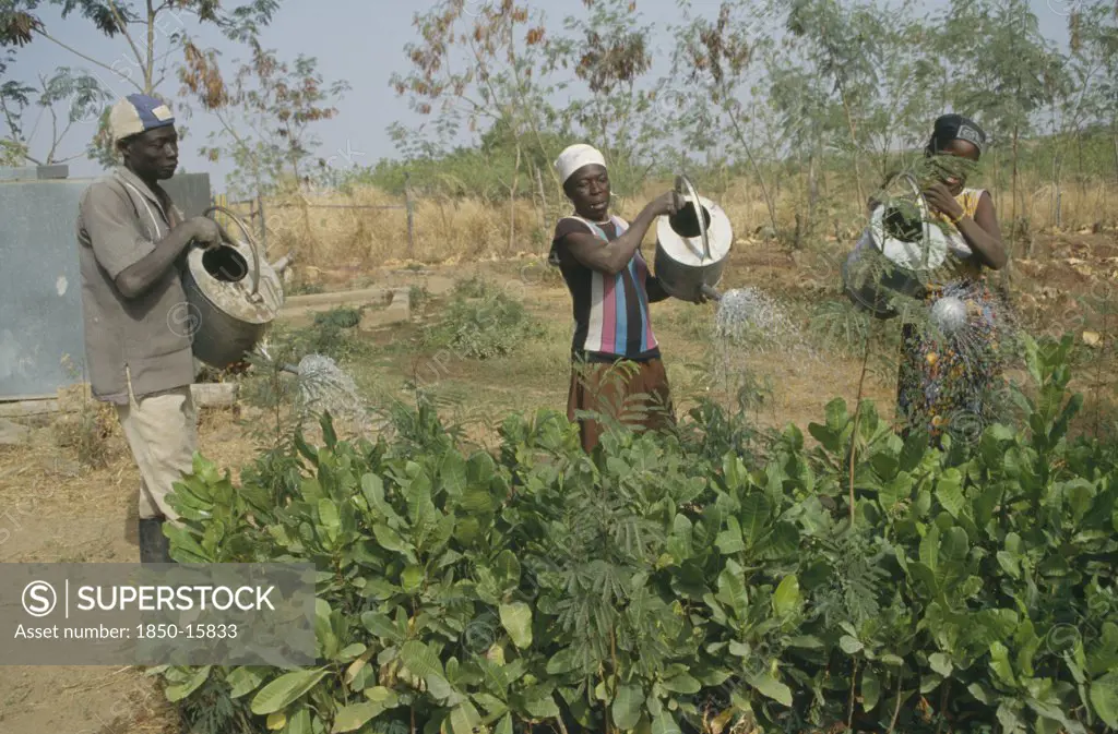 Ghana, Chereponi, Reforestation Project.  Watering Tree Saplings By Hand.