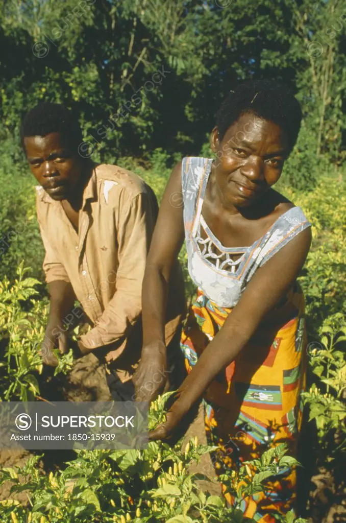 Malawi, Mulanje, Husband And Wife Working Amongst Crops. They Trade In Maize Using Micro Credit Loans.