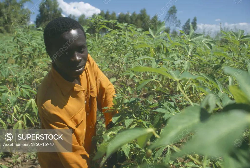 Malawi, Mulanje, Portrait Of Farmer Amongst His Cassava Crop In An Ekhamuru Village.