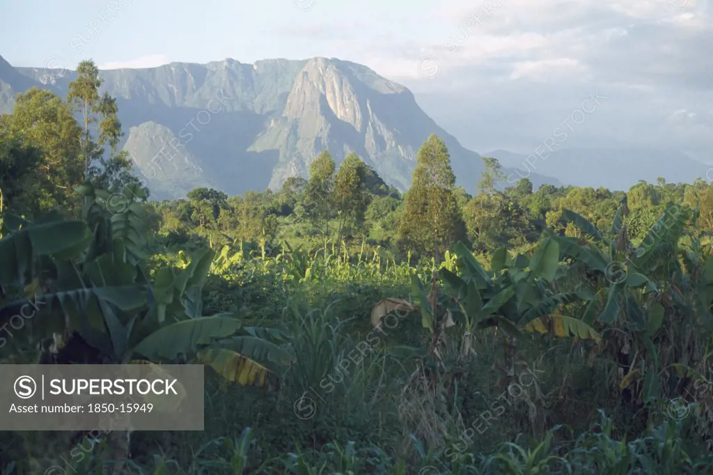 Malawi, Mulanje, Mount Mulanje Behind Lush Crops In An Area Of Tea Growing And Subsistence Farming.