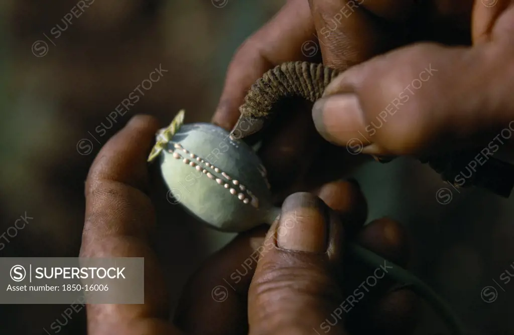 Myanmar, Shan State, 'Close Up Of A Poppy Seed Pod Being Slit By A Triple Bladed Knife, With Tiny Drops Of Opium Emerging. '