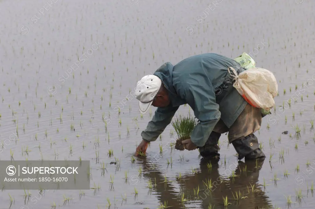Japan, Chiba, Tako, Elderly Man Planting Rice By Hand