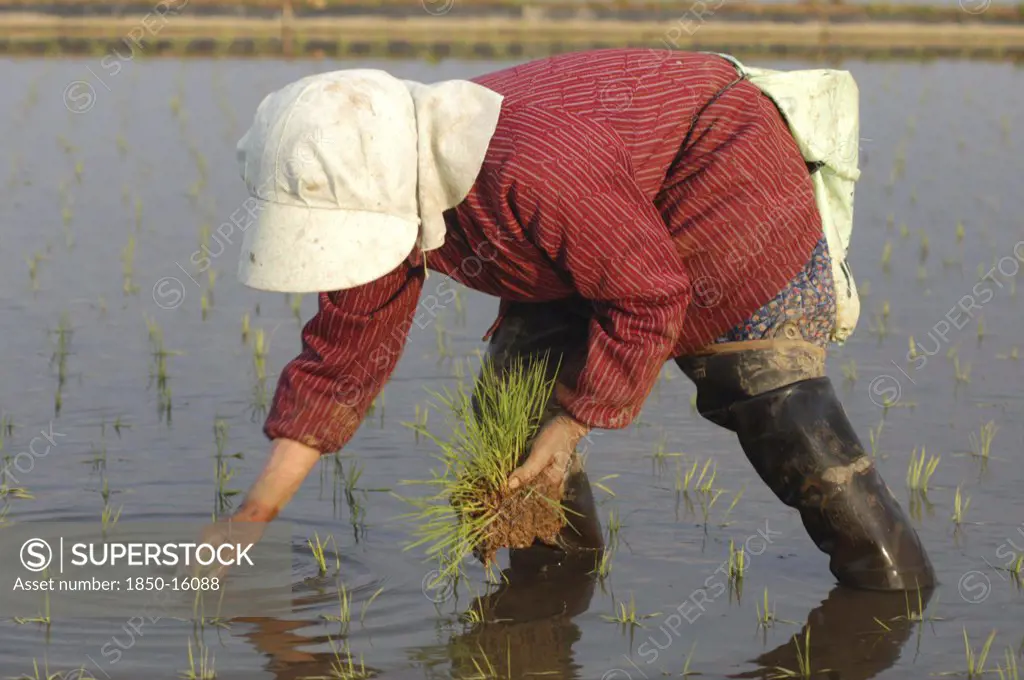 Japan, Chiba, Tako, Elderly Man Planting Rice By Hand