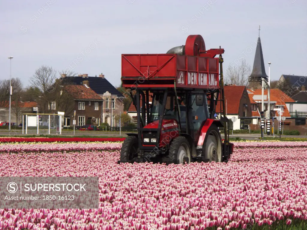 Holland, North Holland, Egmond Aan De Hoef, Machine Removing Tulip Heads