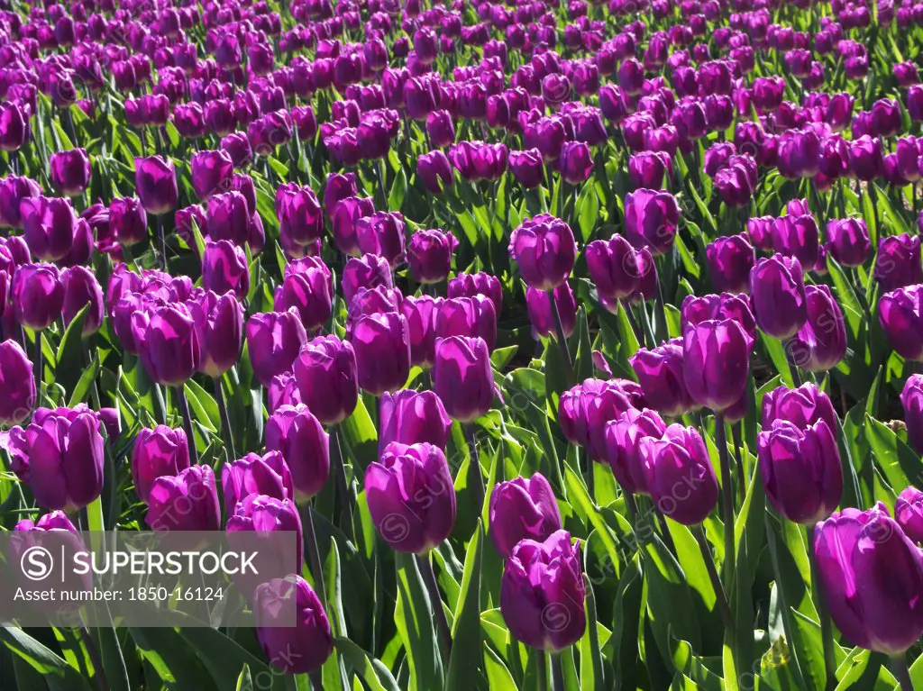 Holland, North Holland, Egmond Aan De Hoef, Purple Tulip Flowers
