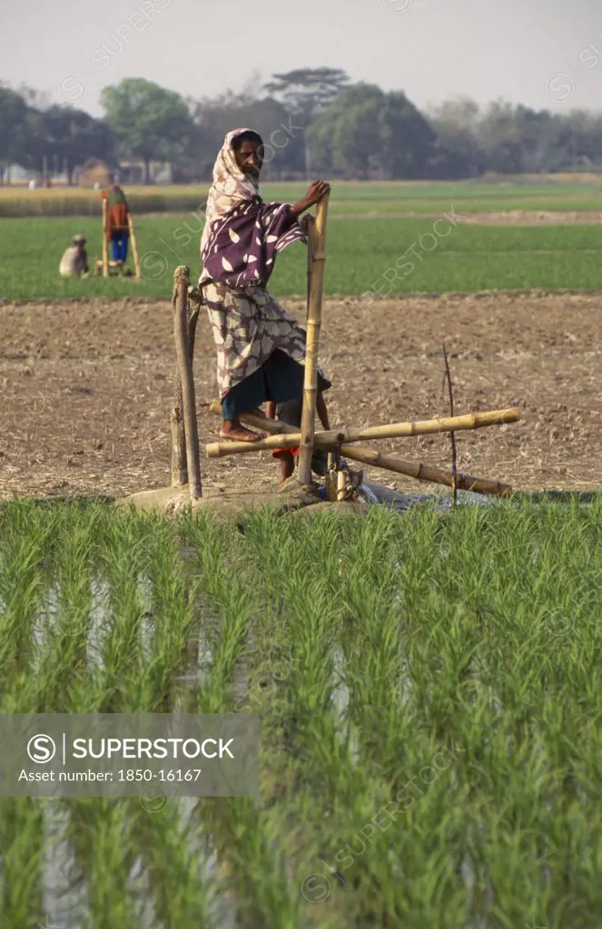 Bangladesh, Bogra, Woman Operating Treadle Pump Irrigating Rice Fields.