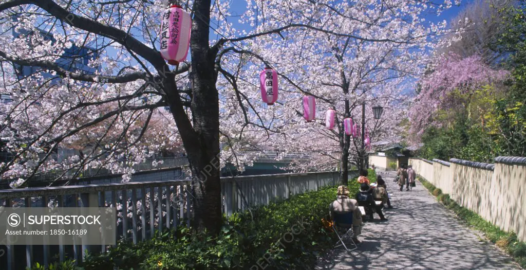 Japan, Honshu, Tokyo, Waseda. Adult Art Class Sketching Cherry Blossoms Along The Thr Bank Of The Edogawa River.