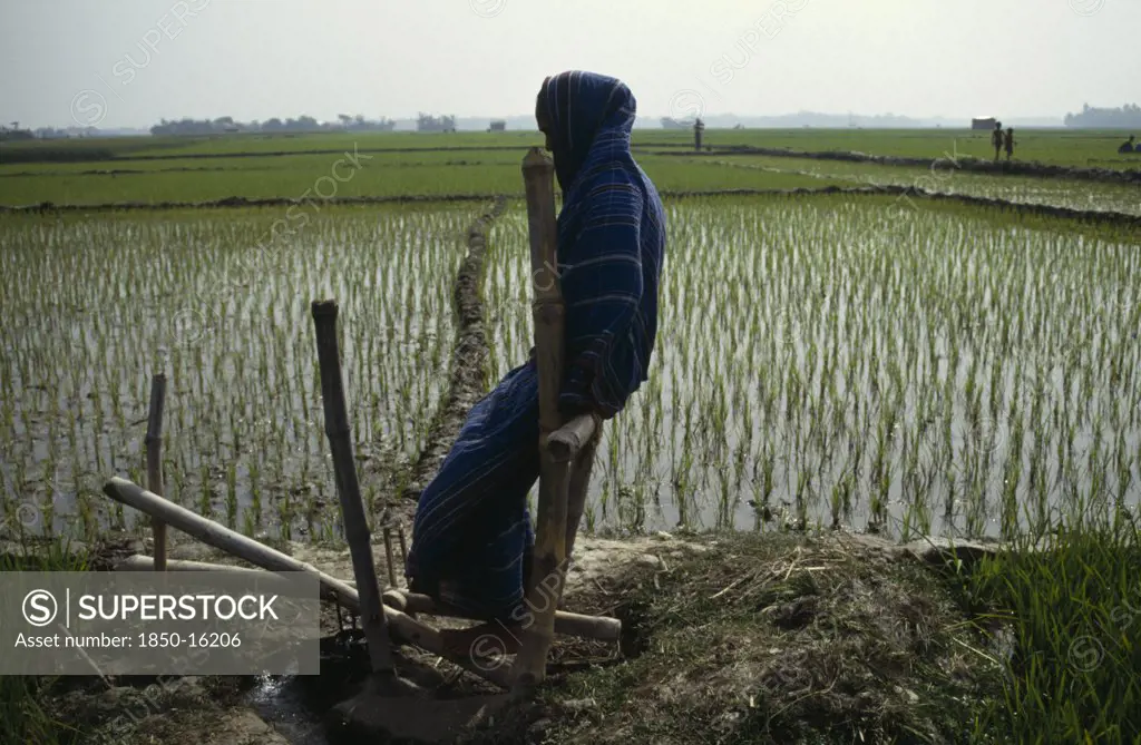 Bangladesh, Agriculture, Woman Using Treadle Pump Irrigation Beside Paddy Field.