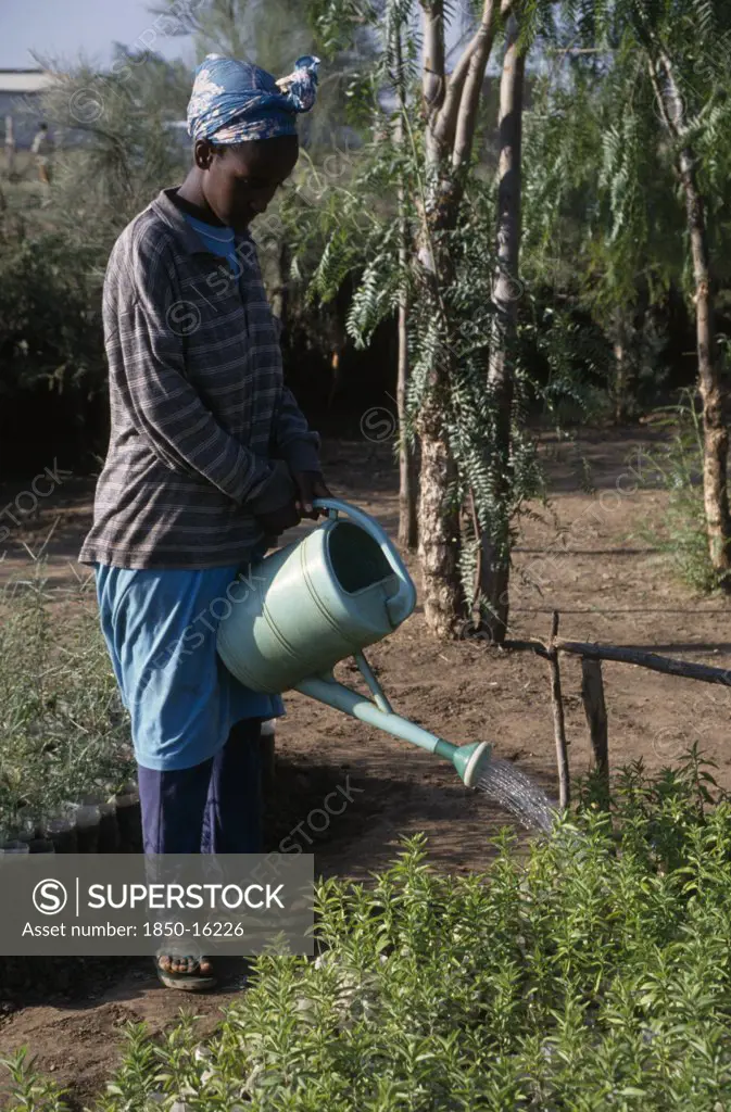 Ethiopia, Agriculture, Woman Using Watering Can To Irrigate Seedlings In Plant Nursery.