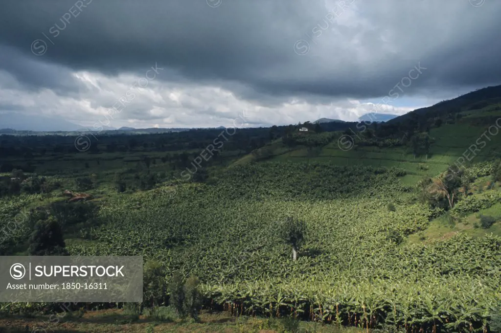 Rwanda, Landscape, Banana Plantation Below Stormy Sky.