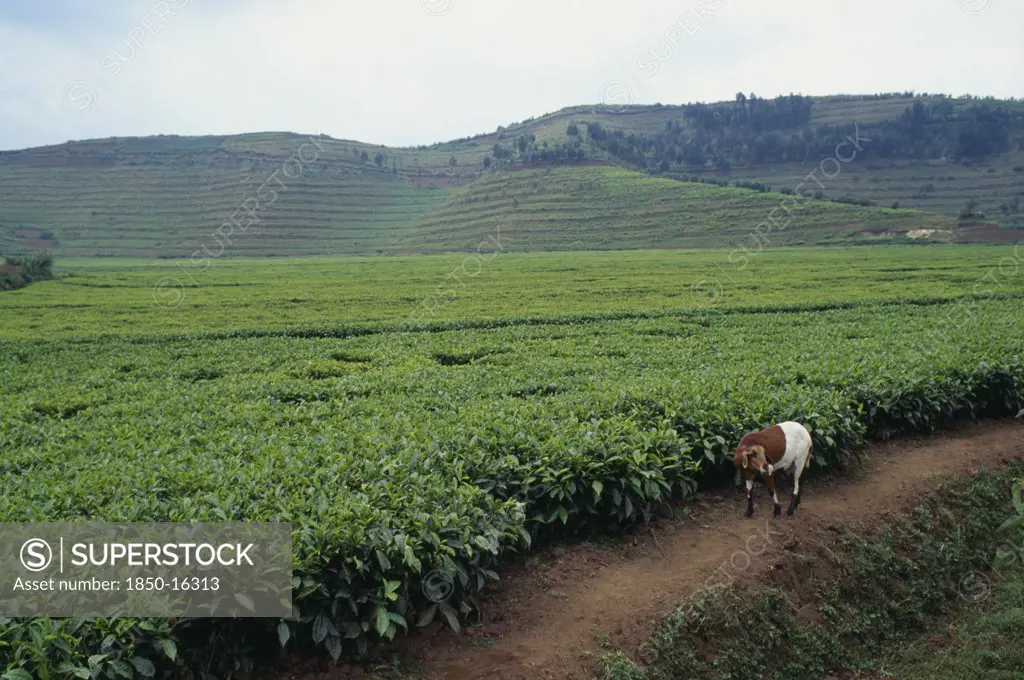 Rwanda, North, Agriculture, Tea Plantation Near Ruhengeri With Goat In Foreground.