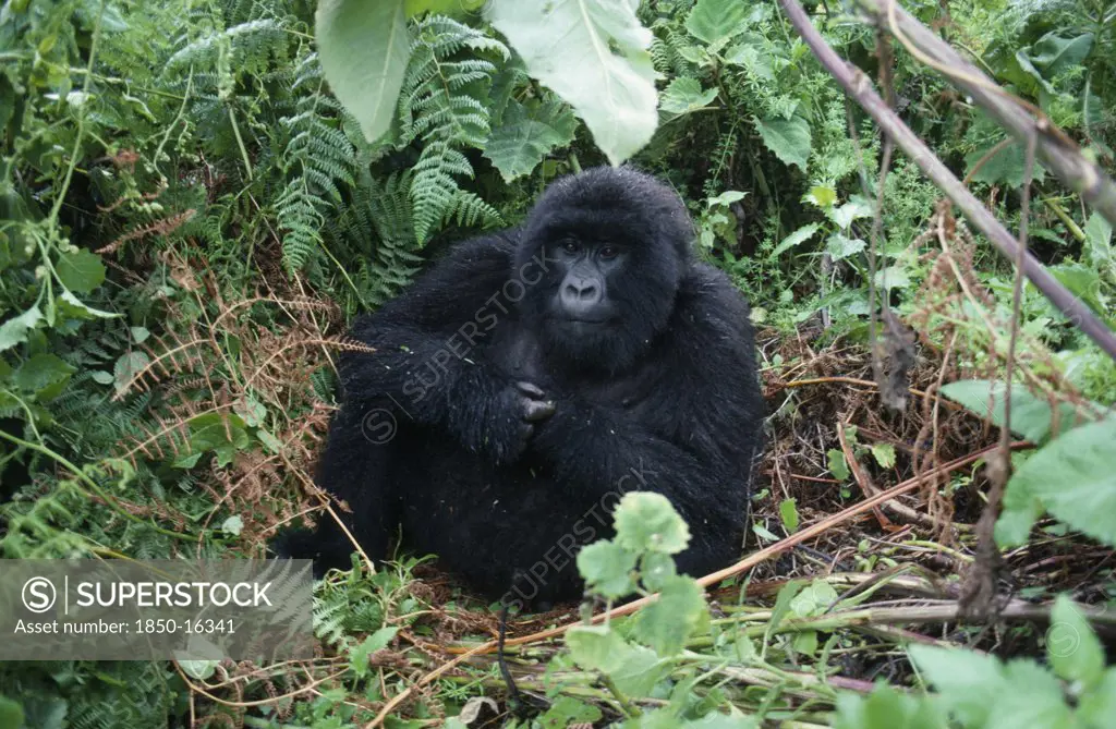 Rwanda, Animals, Gorilla, Gorilla In Rwandan Forest.