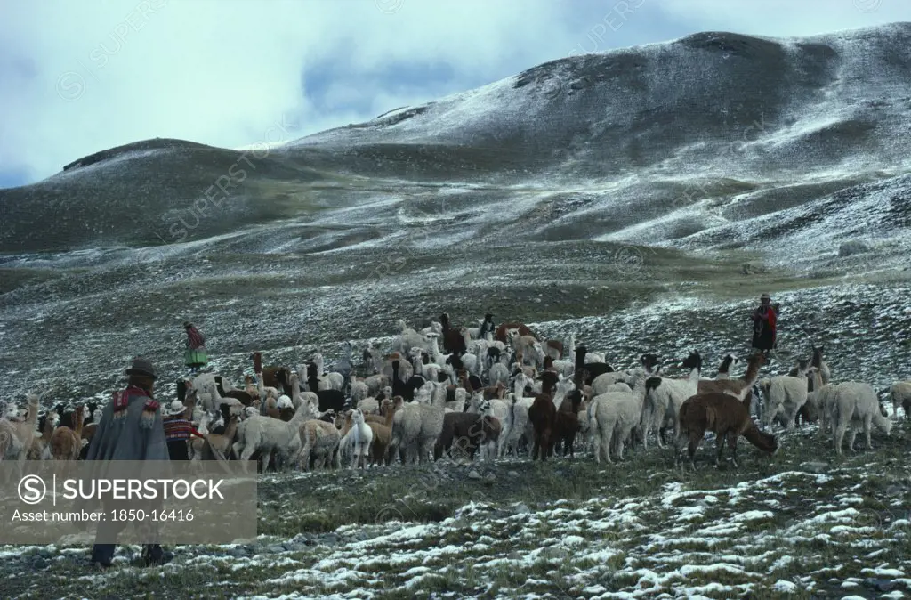 Bolivia, Collpa Huata, Shepherds With Alpaca Herd On Mountain Pasture With Light Snow Covering.