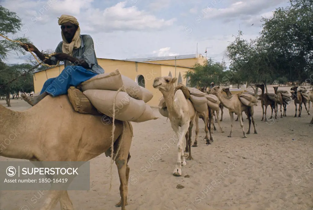 Niger, Sahel, Loaded Camel Train