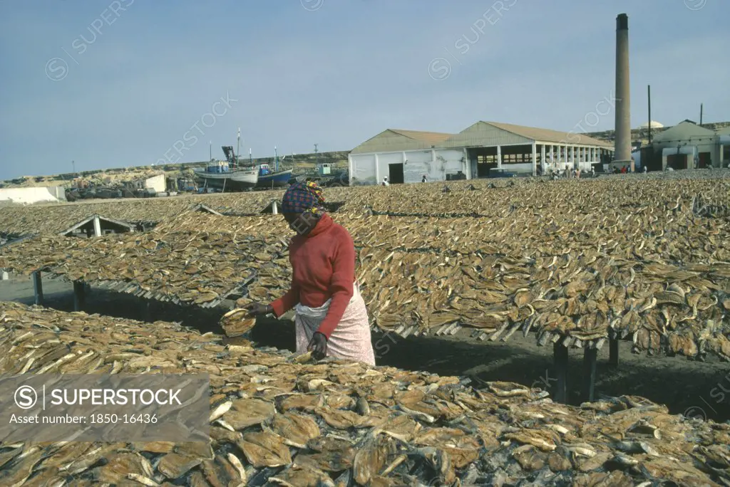 Angola, Mocamedes, Woman Sorting Dried Fish Laid Out On Racks Around Her.