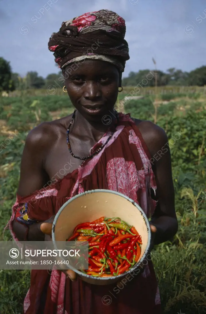 Gambia, Farming, Woman Standing Amongst Crops Holding Bowl Of Chillies