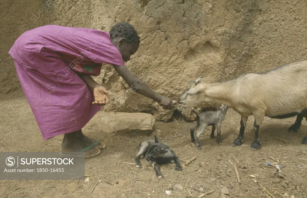 Ghana, Agriculture, Girl Bending Over To Feed Goat With Kids.