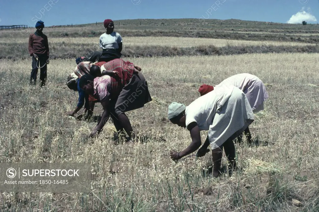 Lesotho, Agriculture, Women Havesting Grain