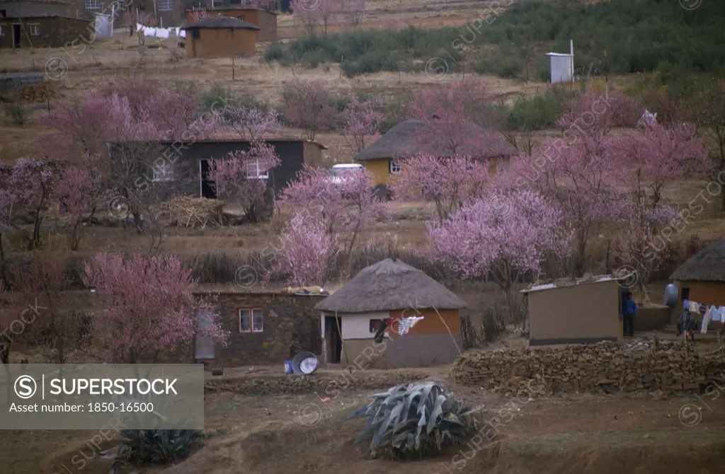 Lesotho, Architecture, Village Homes Surrounded By Trees In Blossom