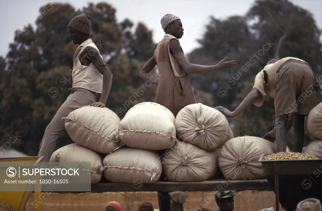 Gambia, Markets,  Farmers With Sacks Of Groundnuts At A Buying Station