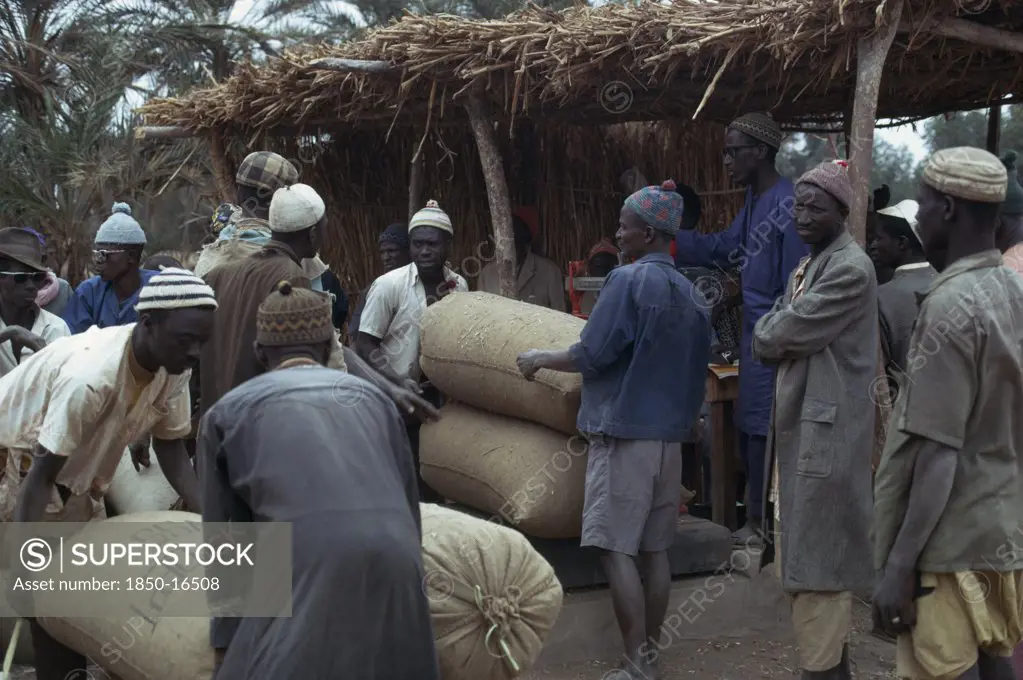Gambia, Markets, Traders With Sacks At Groundnuts Buying Station