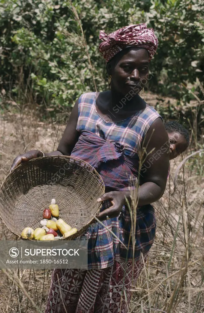Gambia, People, Women, Woman With Baby On Back Holding Basket Of  Cashew Fruit With Nut