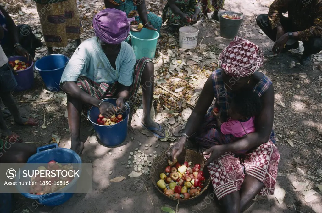 Gambia, Agriculture, Women Seperating The Cashew Nut From The Fruit