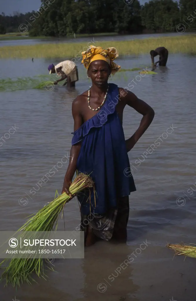 Gambia, Agriculture, Rice, Woman Replanting Rice