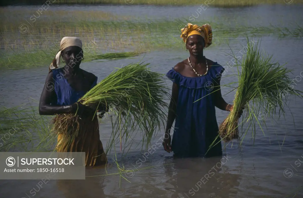 Gambia, Agriculture, Rice, Women Replanting Rice