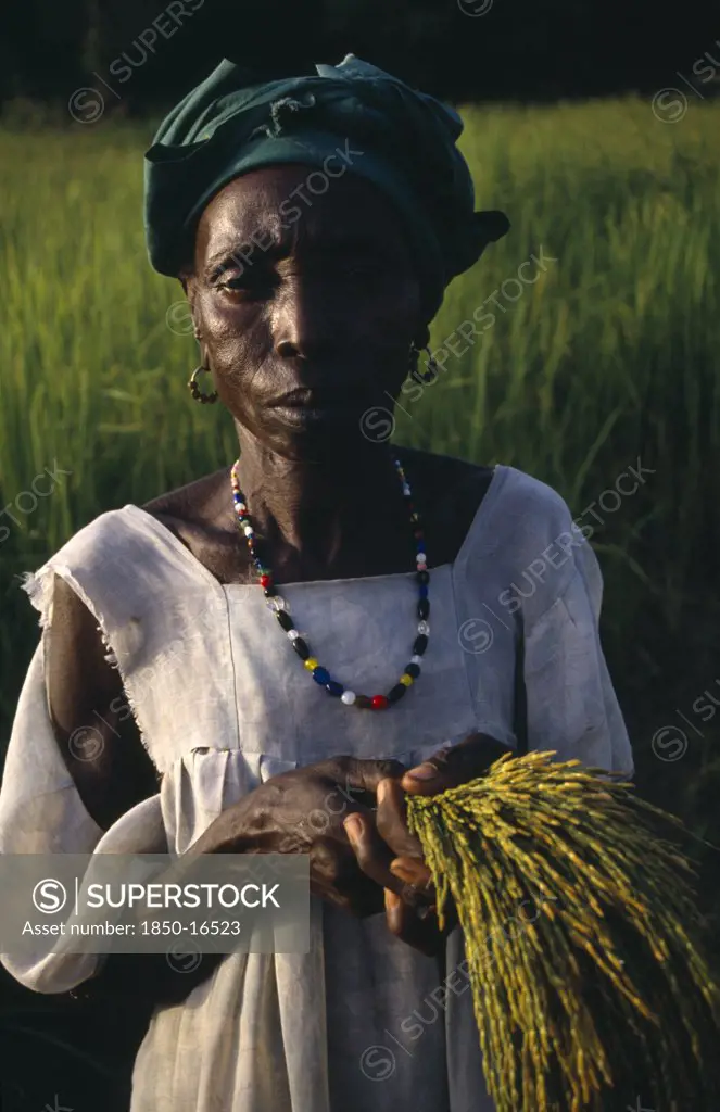 Gambia, Agriculture, Rice, Elderly Woman Rice Farmer Replanting Rice