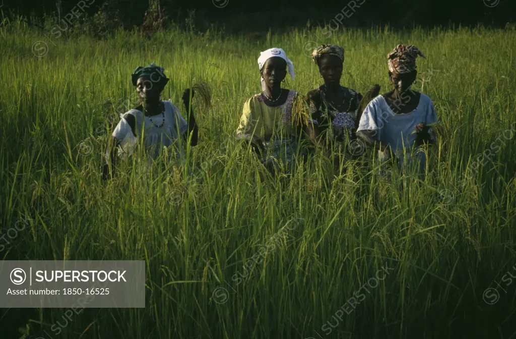 Gambia, Agriculture, Rice, Women Working In Rice Paddy