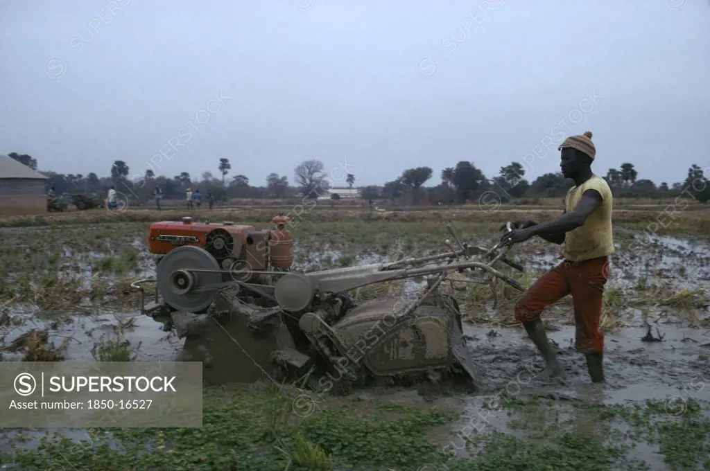 Gambia, Agriculture, Man Working With Rotavator. Sapu Rice Scheme.