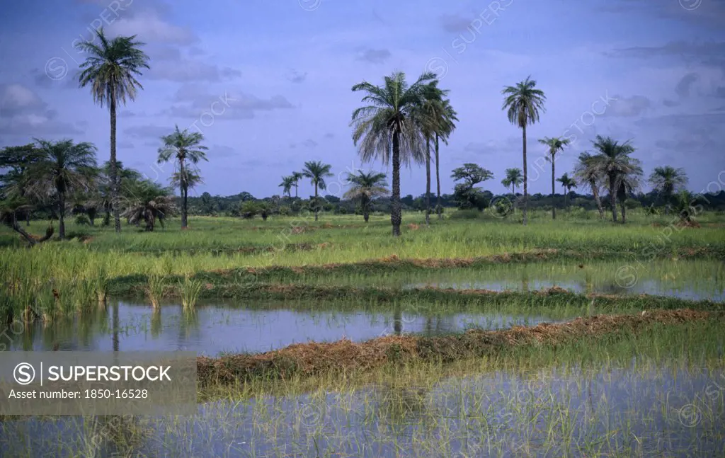 Gambia, Agriculture, Rice, Rice Paddy Fields With Palm Trees Growing