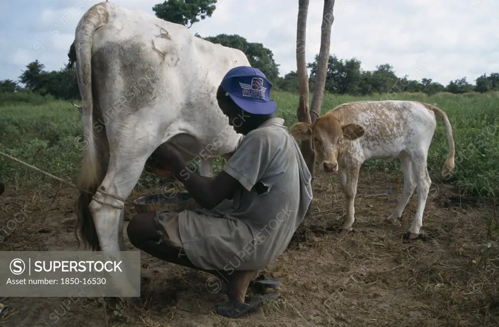 Gambia, Agriculture, Cattle, Boy Milking Cow