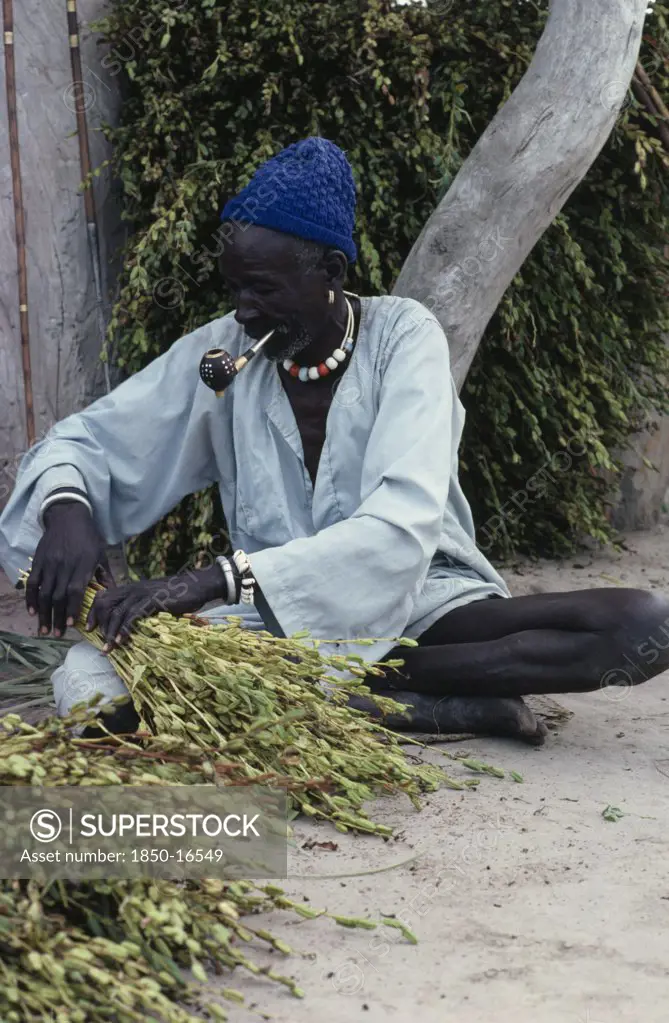 Sudan, Work, Dinka Man Tying Harvested Sesame Crop Into Bundles.