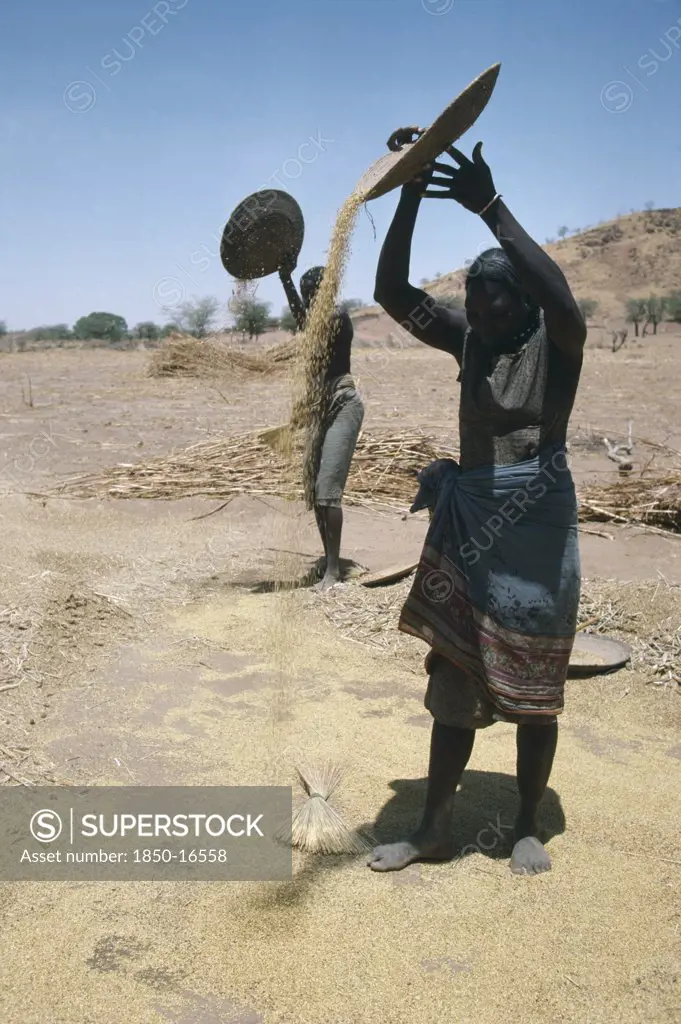 Sudan, South Darfur, Farming, Masalit Women Winnowing Millet.  The Masalit People Primarily Make Their Living Through Agriculture.