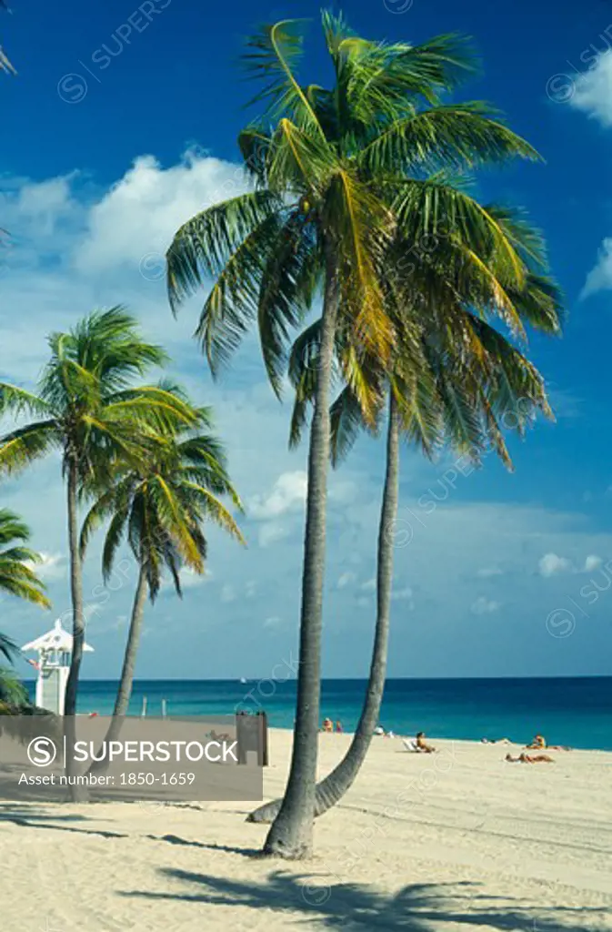 Usa, Florida , Fort Lauderdale, Quiet Sandy Beach Lined With Palm Trees Overlooked By Lifeguard Tower.