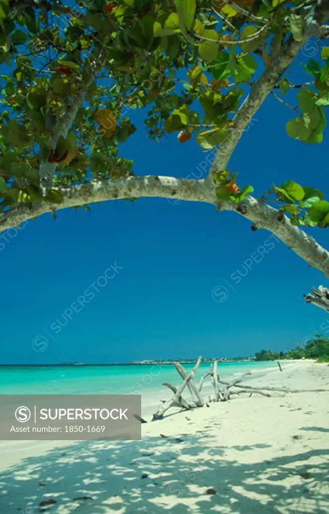 West Indies, Jamaica, Negril, Empty Beach With Driftwood Seen Through Branches Of Mangrove Tree