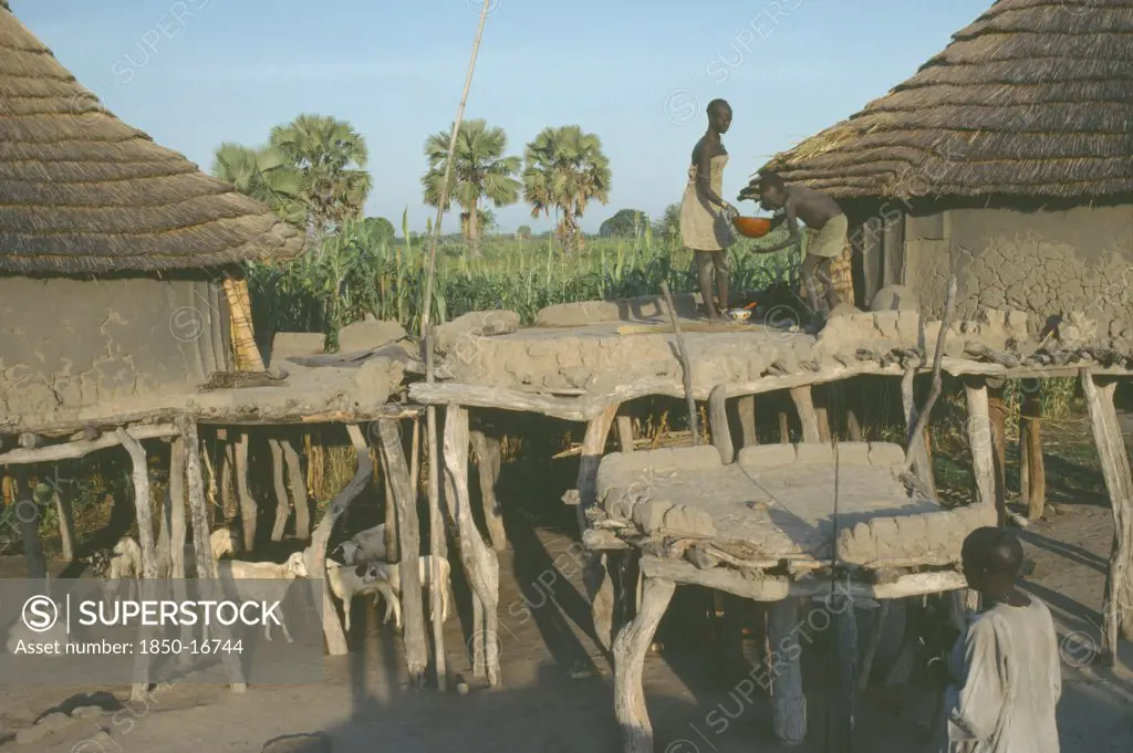 Sudan, People, Two Dinka Dwellings Raised On Tree Trunks To Survive Heavy Rain During The Wet Season With Livestock Tethered Below.