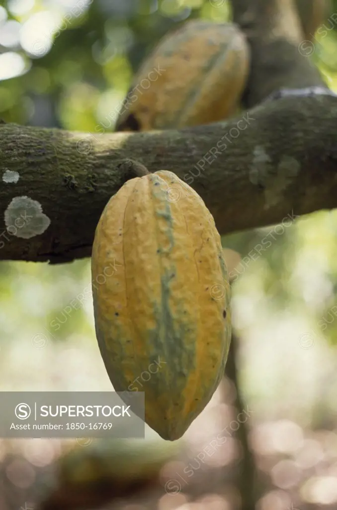 Ghana, Enchi, Semi-Ripe Cocoa Pod Growing On Tree.