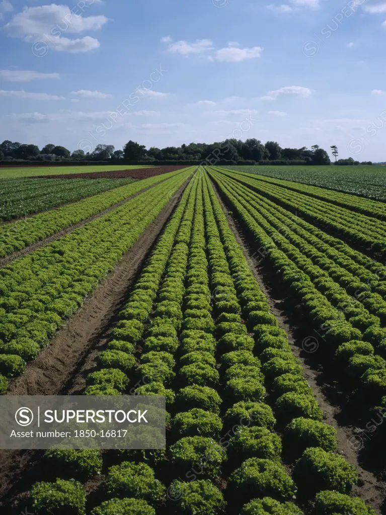 England, Lincolnshire, Gedney Marsh, 'North Of Wisbech, Rows Of Commercially Grown Green Lettuce'