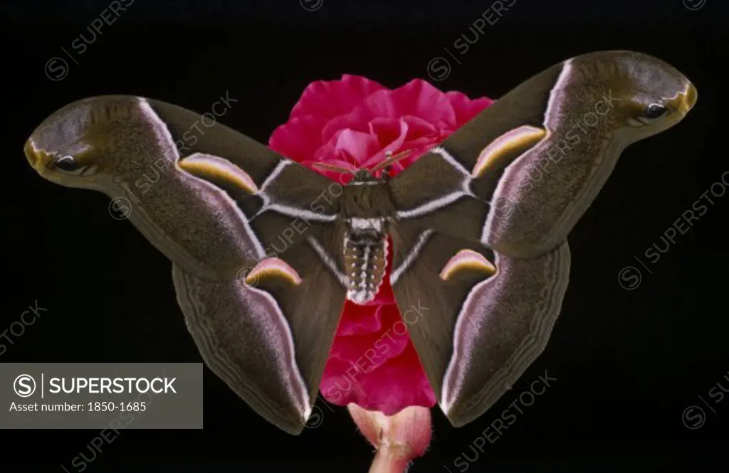 Natural History, Insect, Moth,  American Ailanthus Moth.  Cynthia Advena.