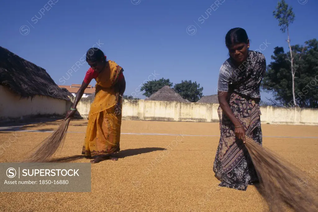India, Tamil Nadu, Agriculture, Women Spreading Rice Out To Dry At Rice Mill.
