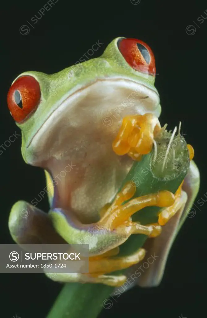 Natural History, Amphibian, Frog, Red-Eyed Tree Frog