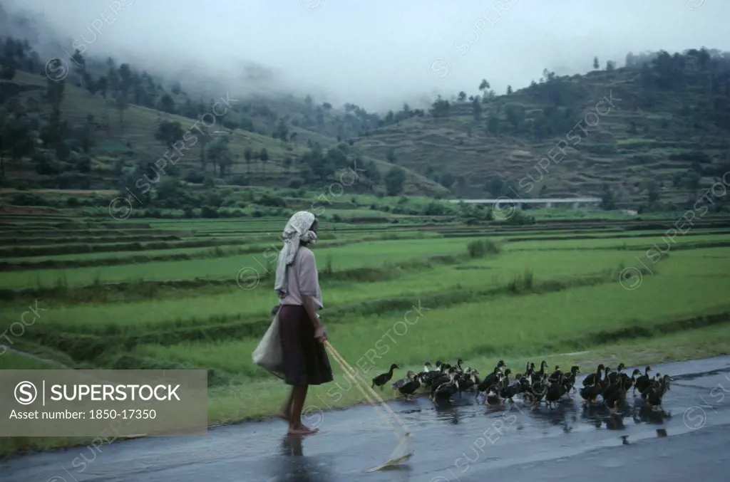 Madagascar, Farming, Woman Taking Ducks To Market Along Road Beside Terraced Agricultural Land.