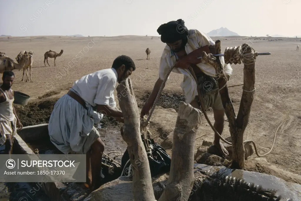 Mauritania, Water, Men Drawing Water From Desert Well With Camels In Background.